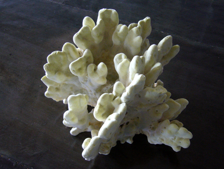 天然珊瑚オブジェ